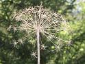 Ombelle (2)